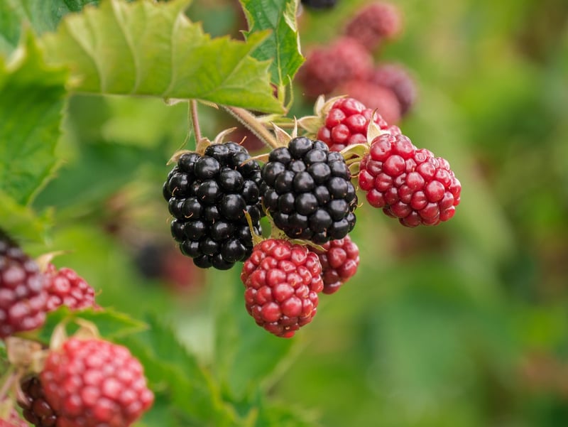 Berries Superfood
